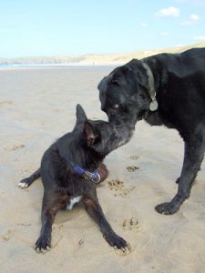 Dogs meeting on beach