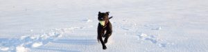 Playful staffy rescue dog in snow